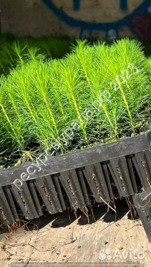 Сеянцы сосна ель зкс окс посадочный хвойные