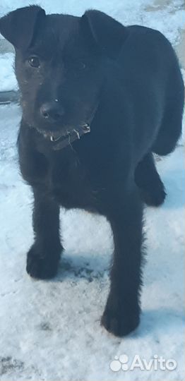 Умная и добрая собачка Ника