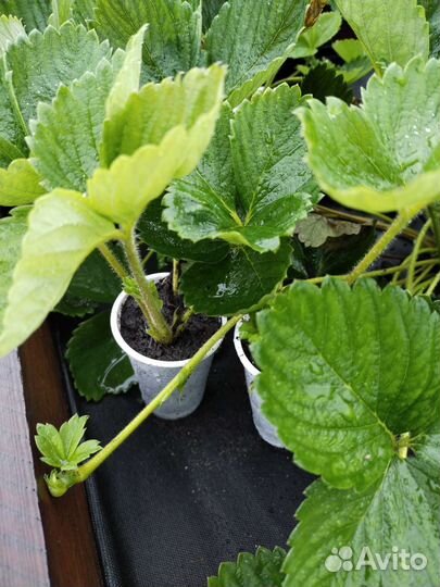 Саженцы клубники