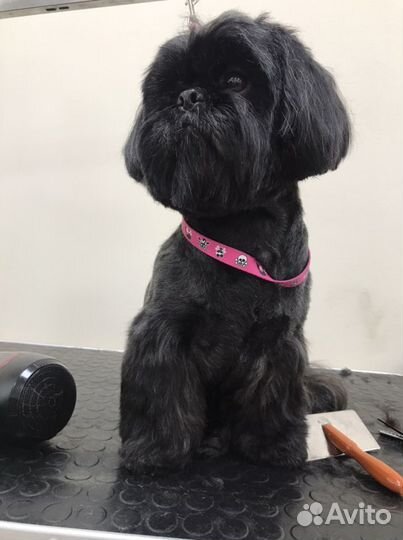 Стрижка собак