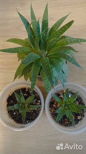 Алоэ остистое:красавец - суккулент