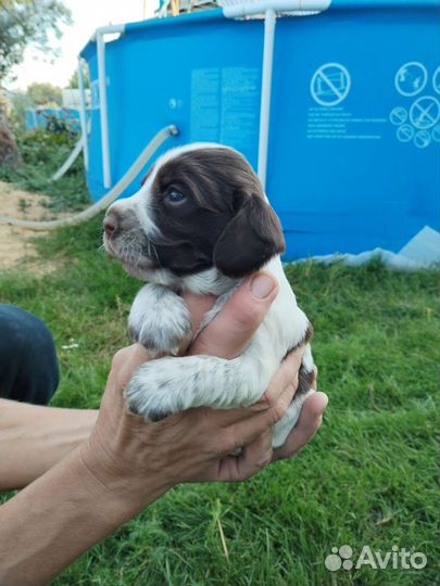 Щенки Русского спаниеля