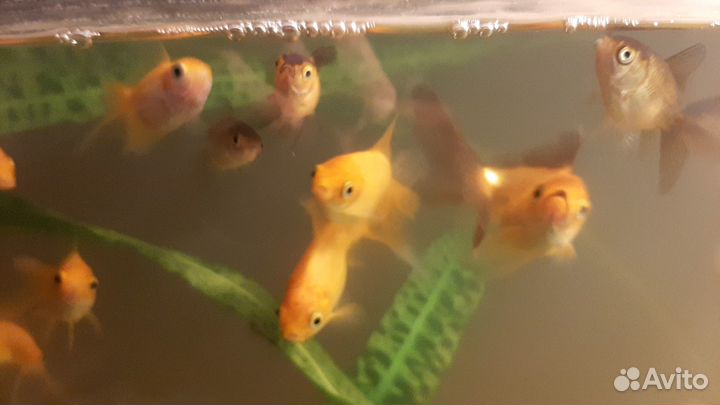 Золотые рыбки, сомики анциструс