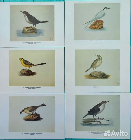 Иллюстрации птиц картинки