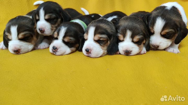 Щенки бигль