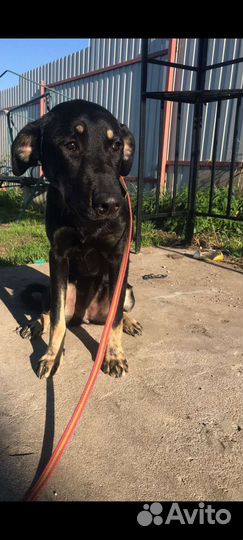 Щенок 7 месяцев