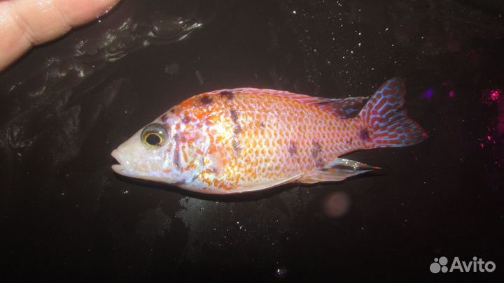 Аулонокара самцы. В наличие 11