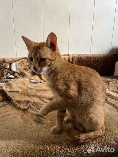 Кошечка в дар