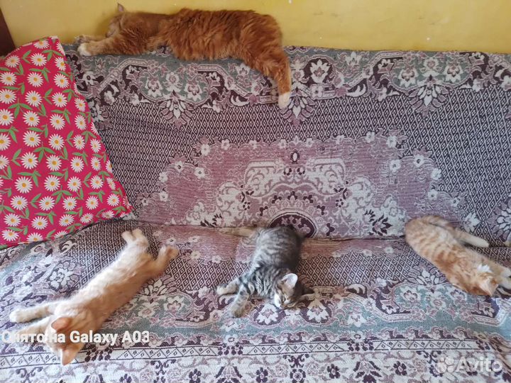 Кошечка