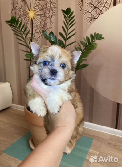 Йорк с двумя голубыми глазами мальчик