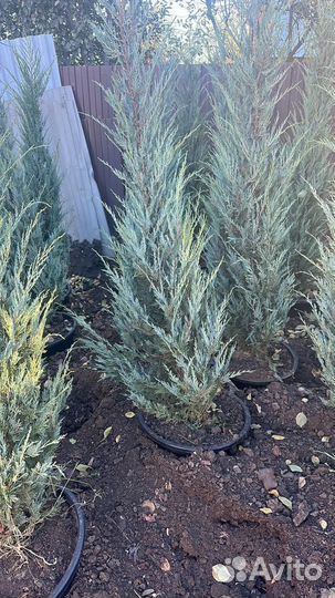 Туя смарагд, можжевельники