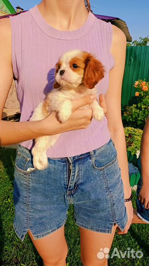 Девочка куколка ккчс