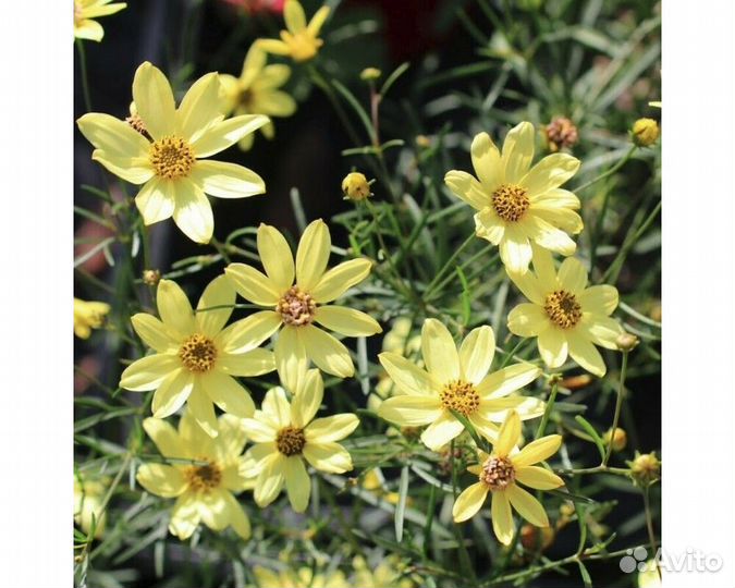 Кореопсис мутовчатый Moonbeam