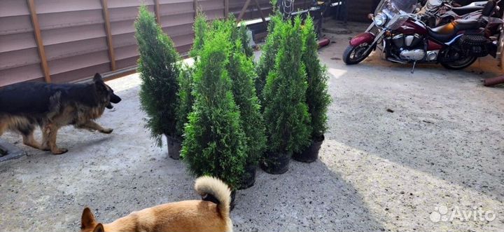 Туя смарагд