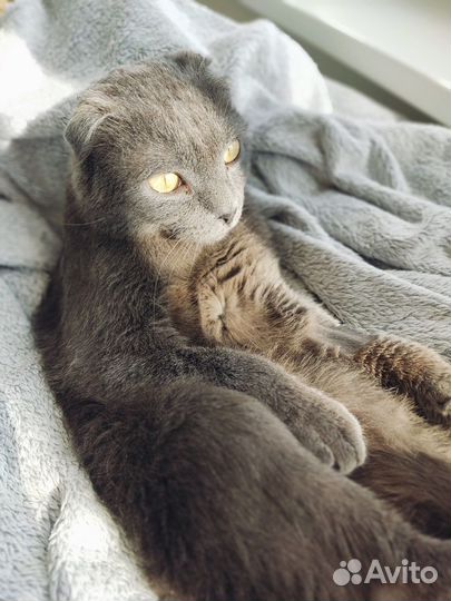 Котик бесплатно