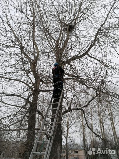 Удаление вороних гнёзд