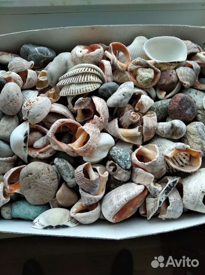 Ракушка и камень для аквариума