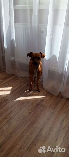 Найдена собака