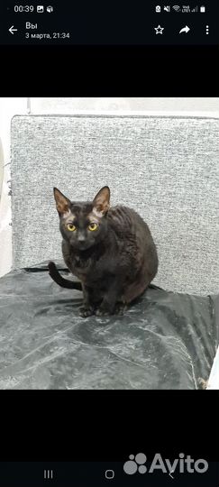 Корниш-рекс