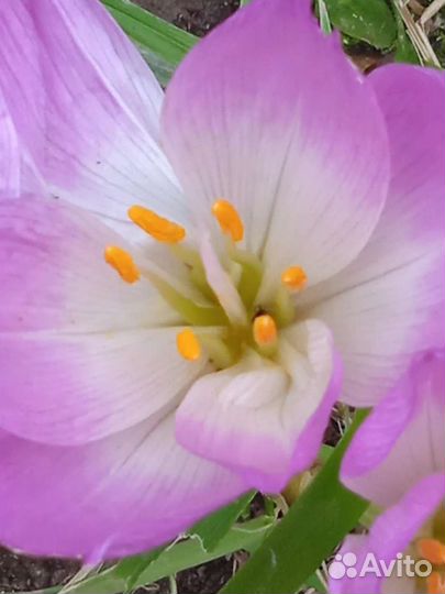 Безвременник