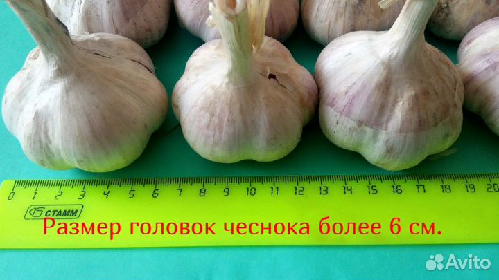 Чеснок озимый семенной для посадки