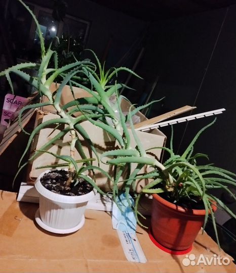 Алоэ многолетние