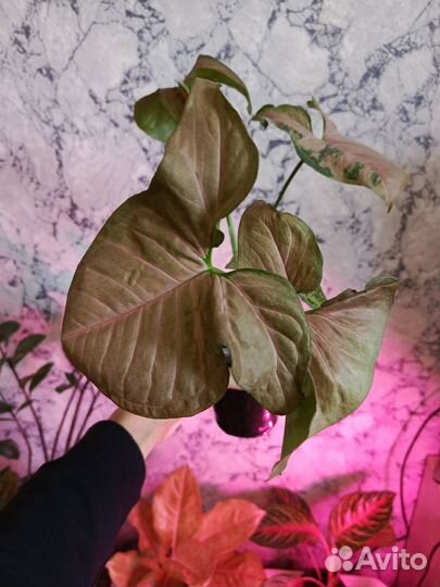 Сингониум срез