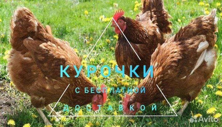 Молодки на яйцо