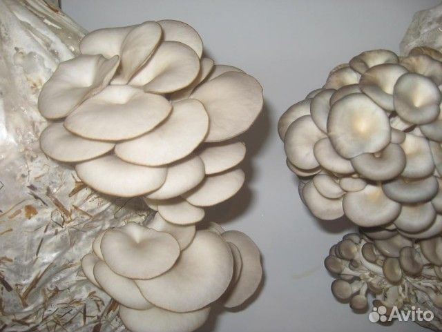 Мицелий вешенки