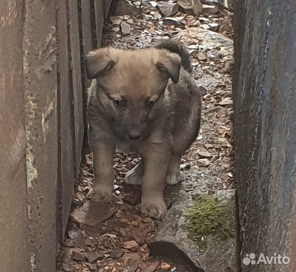 Пристроить щенков