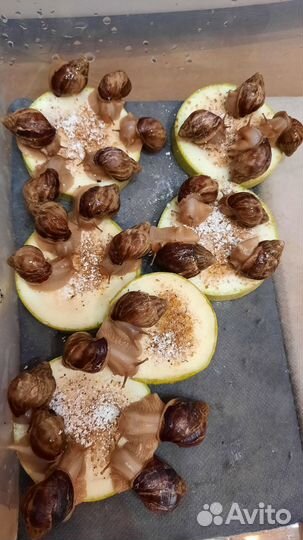 Улитки ахатины иммакулята
