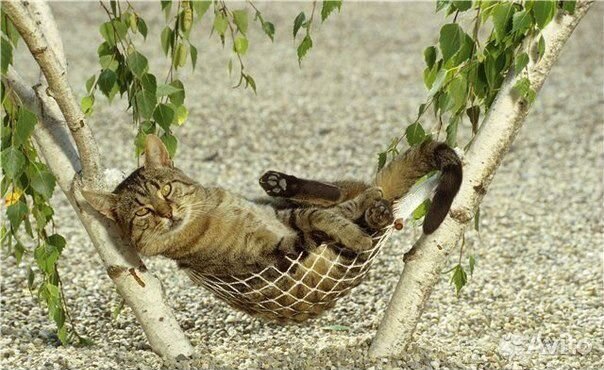 Гостиница для хорьков