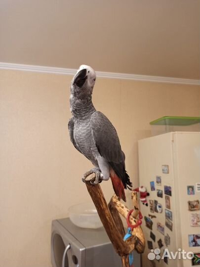 Присада игровой стенд для попугая