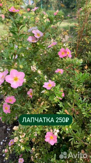 Лапчатка кустарниковая