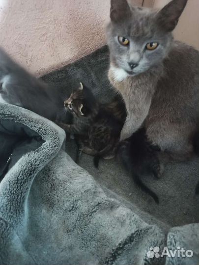 Кошки в добрые руки бесплатно