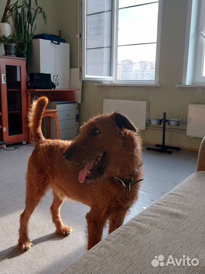 Передержка собак,кошек и мелких животных