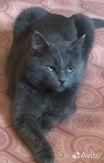 Русская голубая кот на вязку