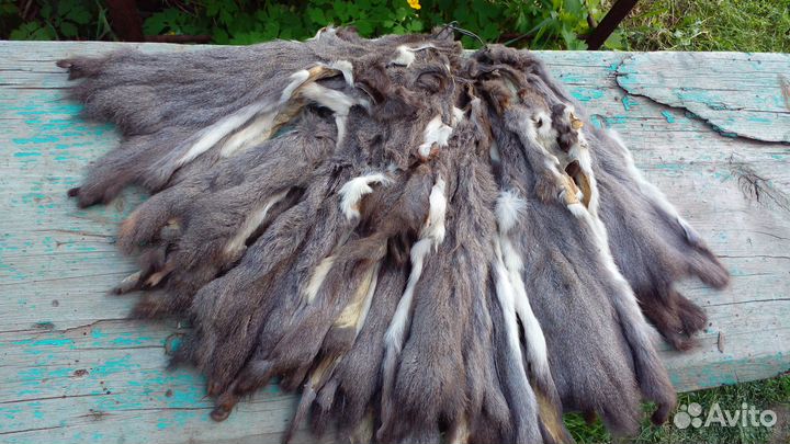 Шкурки белки