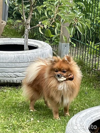 Померанский шпиц вязка