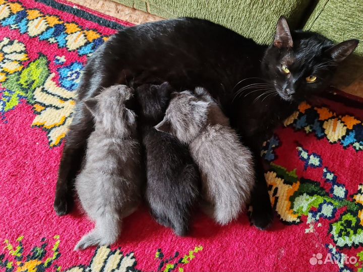 Котята в добрые руки