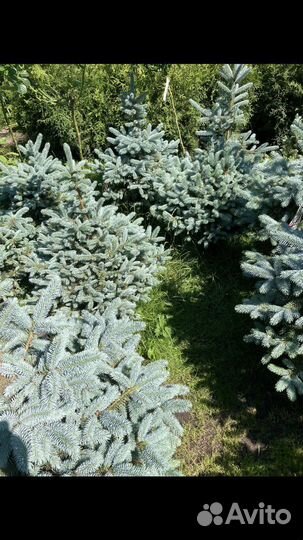 Ель голубая. Елка в горшках