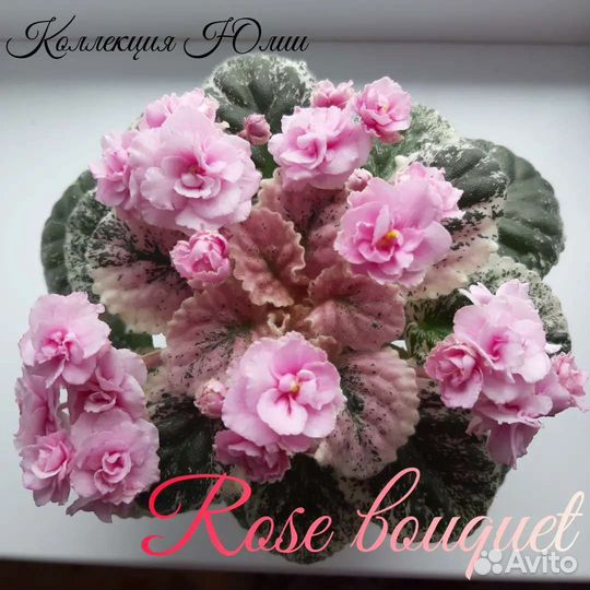 Детки фиалок