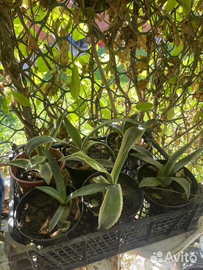 Детки агавы