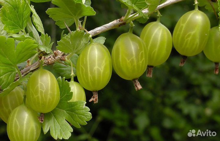 Крыжовник. Сорт 