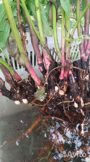 Оптом корни пионов