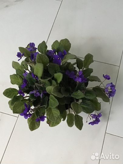 Комнатные цветы фиалка в кашпо