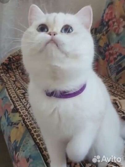 Шотландский вислоухий голубоглазый котенок