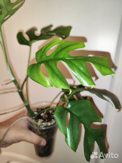 Рафидофора, tetrasperma, мини монстера