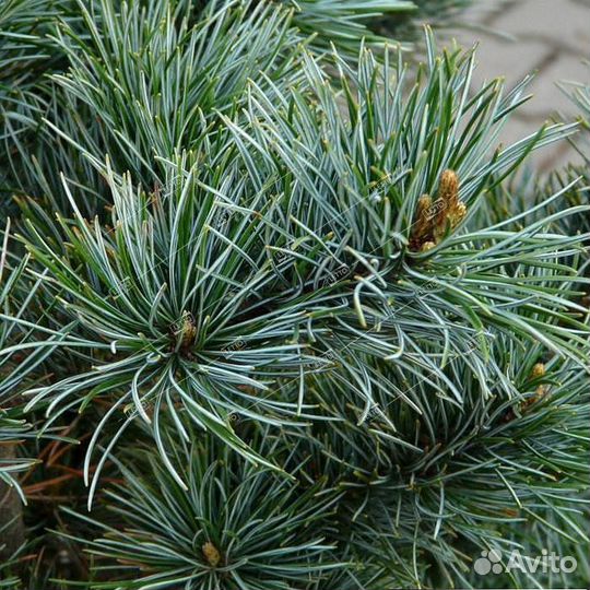Сосна мелкоцветковая Негиши 90/100 Pinus parviflor