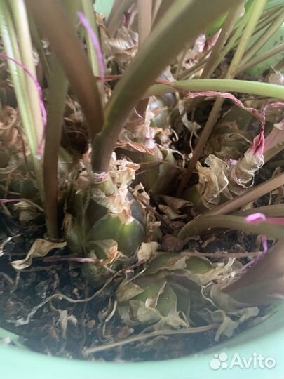 Дримиопсис пятнистый